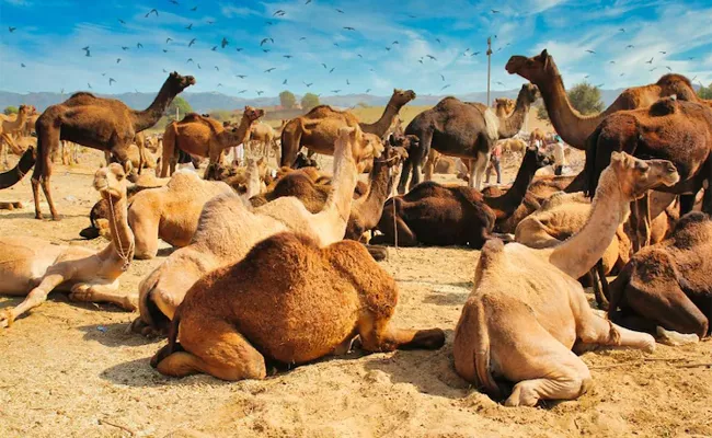 Camels Rejected From Beauty Contest In Saudi Arabia Over Botox  - Sakshi