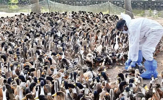 Kerala: 12000 Ducks Culled In Alappuzha Amid Bird Flu Scare - Sakshi