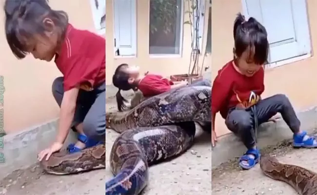 Shocking Video: Little Girl Plays With Gigantic Snake in Viral Video - Sakshi