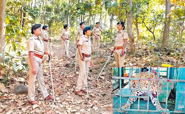 All women team of forest guards in Surat rescues and tags leopard - Sakshi