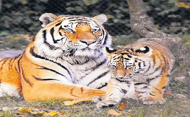 India mourns death of Super Mom tigress who gave birth to 29 cubs - Sakshi