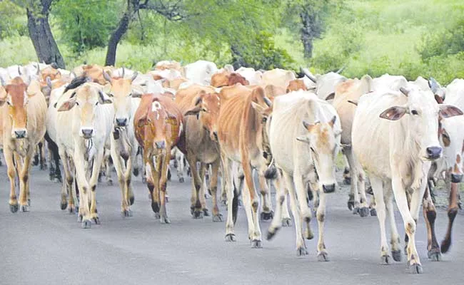 Telangana Raising Livestock Breeds Development - Sakshi