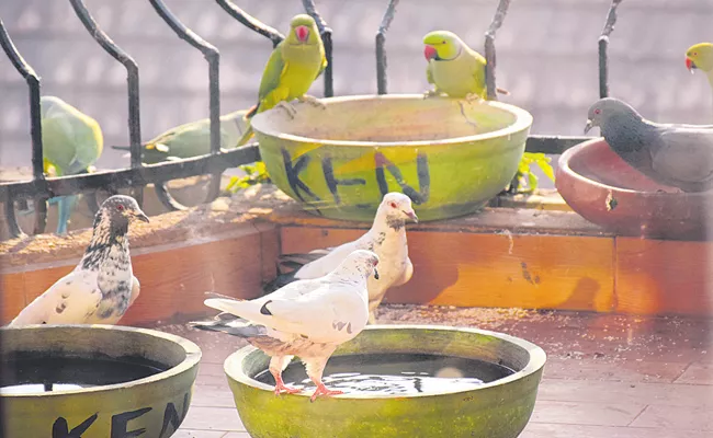 Ken Foundation quenches thirst of birds, cattle and squirrels - Sakshi