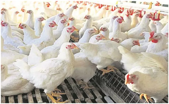 Chicken Rate Hits an all time High in Visakhapatnam - Sakshi