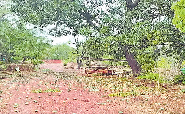 Telangana Mango Production Losses Due To Weather Changes - Sakshi