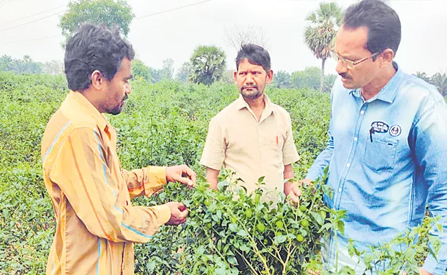Kakinada: Gollaprolu Durgada Farmers Uses Ulli Kashayam For Mirchi Crop - Sakshi