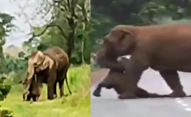 Heart Breaking Viral Video: Mother Elephant Carries Baby Carcass - Sakshi