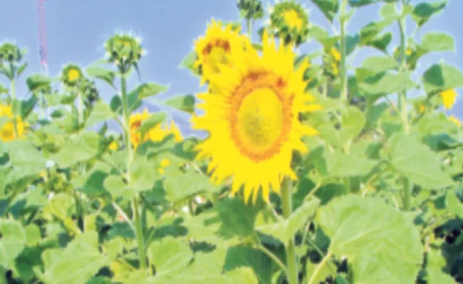 Sunflower Cultivation Brings High Profits In Visakhapatnam District - Sakshi