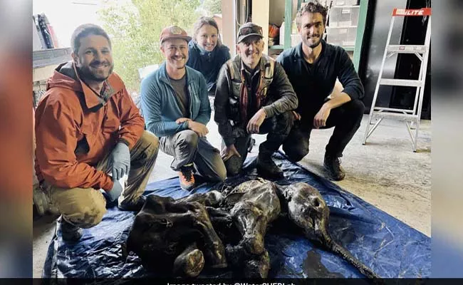 Rare Mummified Woolly Mammoth Found In Canadian Gold Mine - Sakshi