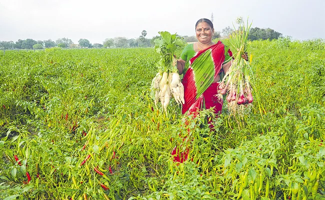 Jai Hind Story: Intensive Farming Method Story By Patangi Rambabu - Sakshi