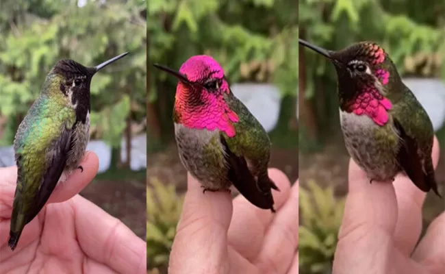 Watch: Annas Hummingbird Changing Colours Awes Internet - Sakshi