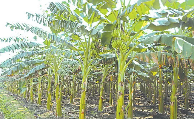 AP Government Focus On Control Of Sigatoka Disease Of Banana - Sakshi