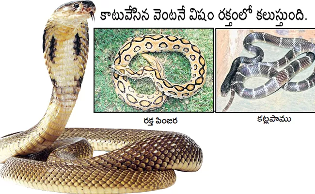 Monsoon 2022 snakes: Beware With Dangerous Snake Bites - Sakshi