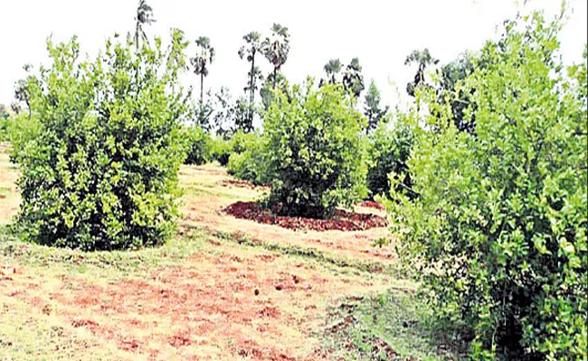 AP Govt Encouragement Lemon Mango And Papaya Crops - Sakshi