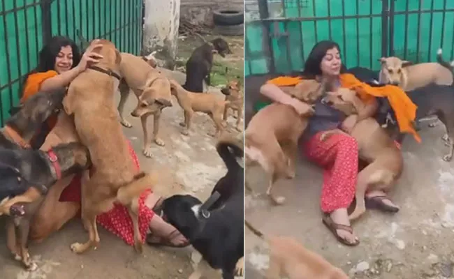 Viral Video: Woman gets a warm greeting From Several Street Dogs - Sakshi