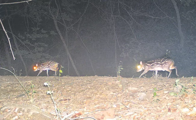 Chevrotain Aka Mouse Deer Protection At Nallamala Sanctuary - Sakshi