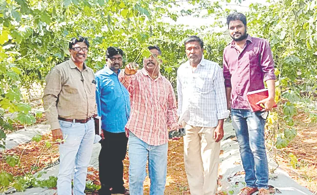 Sagubadi: Pandiri Sagu Benefits Vegetable Cultivation Farmers Get Profits - Sakshi