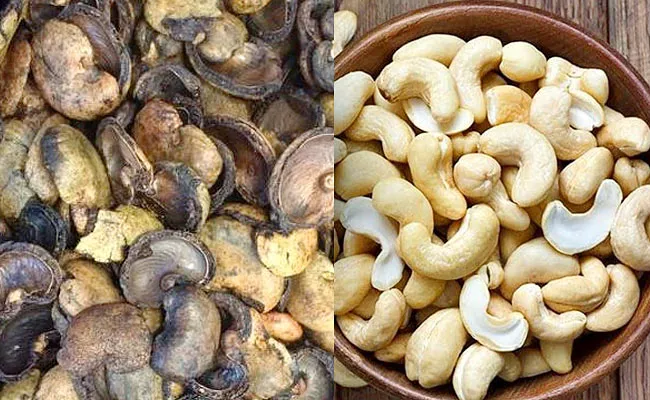Worldwide Full Demand For Cashew Nut Skin - Sakshi