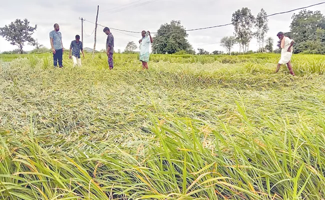 Telangana: Farmers Incur Huge Loss Due To Rains - Sakshi