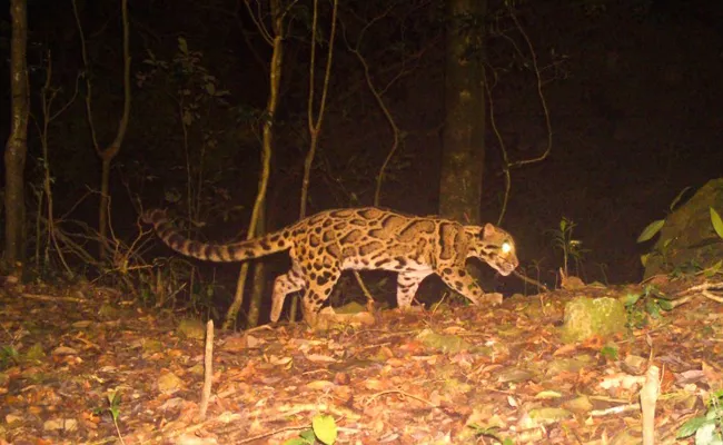 Ifs Officer Shares Rare Clouded Leopard Roaming Wild - Sakshi