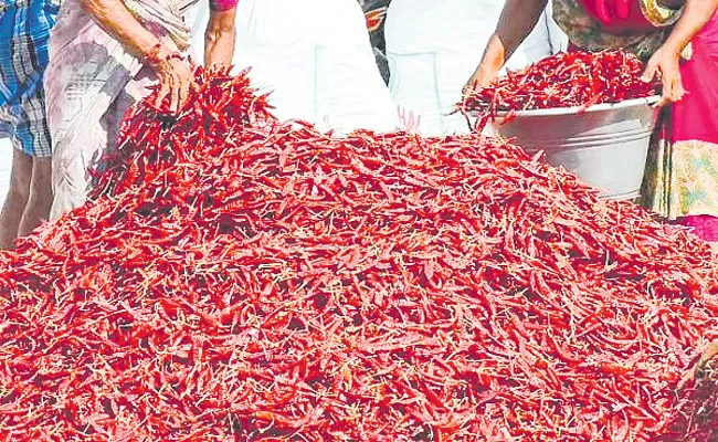 Chilli cultivation in record above five lakh acres Andhra Pradesh - Sakshi