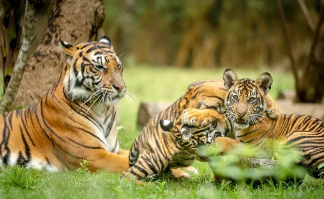 Tigers Increased In Telangana - Sakshi