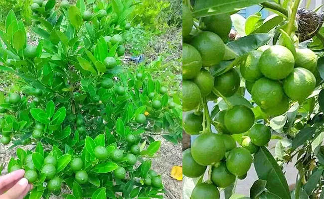 Farmers In PSR Nellore District Interest On Taiwan Lemon - Sakshi