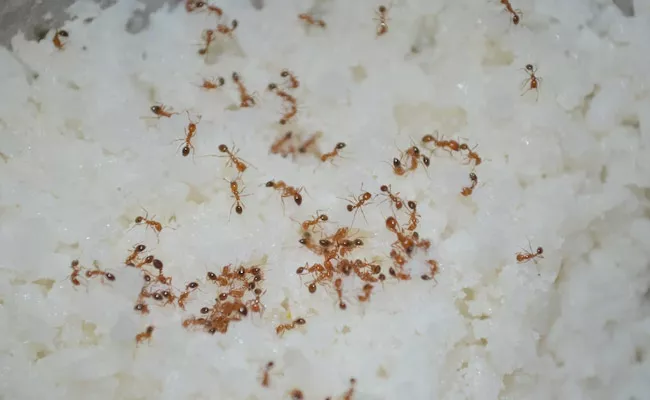 Wife Kills Husband Over Rice Ants Fight - Sakshi