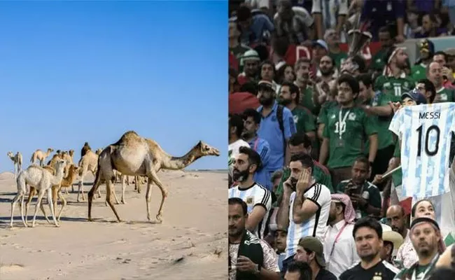 Reports: Virus Scare Fans Risk-of-Camel Flu Infection Qatar FIFA WC 2022 - Sakshi