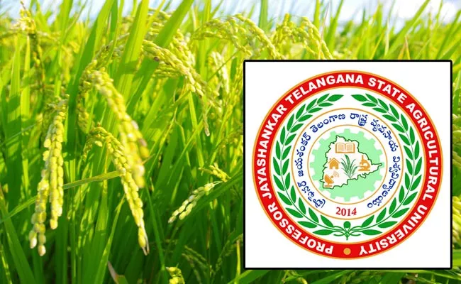 RNR 29235 Rice Creation Of Prof Jayashankar Agricultural University - Sakshi