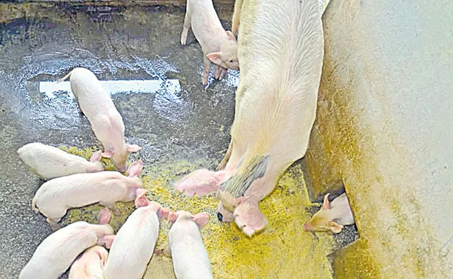 SVVU T17 Pig: Crossbred Pig Variety Developed By Sri Venkateswara Veterinary University - Sakshi