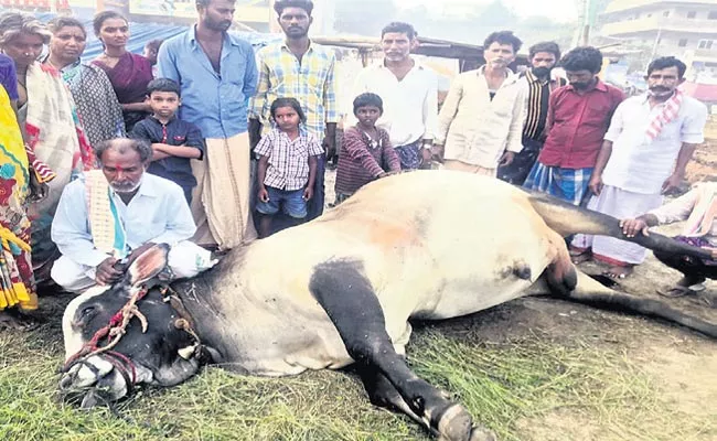 Gangireddu Death, Owner lost his Livelihood in Ongole - Sakshi