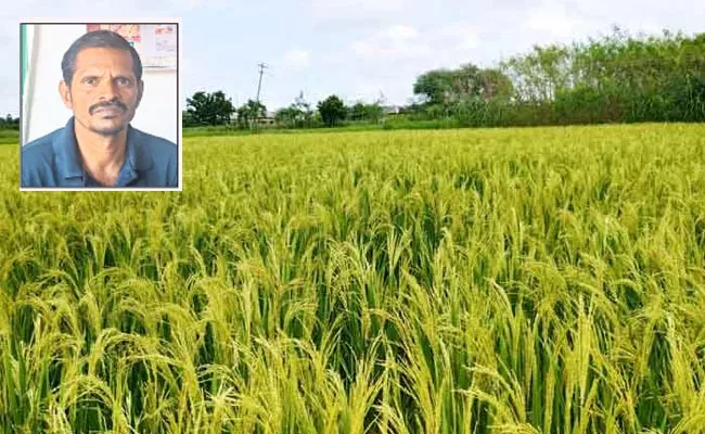 Full Demand For Mysore Mallika Variety Of Rice In Market - Sakshi