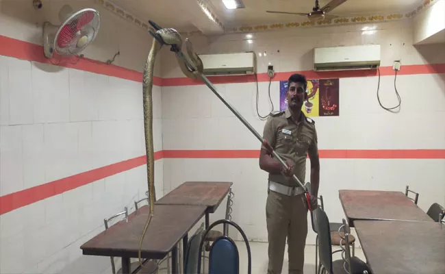 Cobra Snake Entered In Hotel At Thiruthani Tamil Nadu - Sakshi