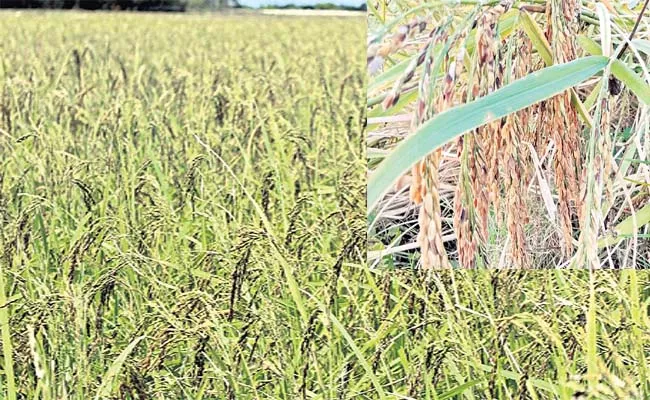Mapillai Samba Oldest Rice Variety Cultivated In Tamil Nadu And Kerala - Sakshi