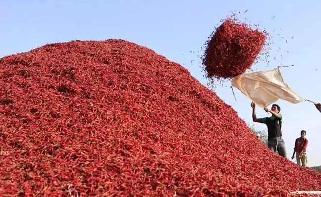 Red chilli sold at record price of Rs 80000 per quintal - Sakshi