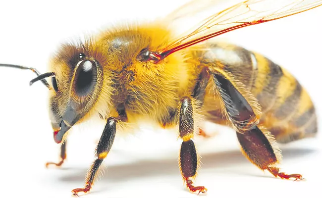  Bee Alert 18 Species Of Bees Disappear In 100 Years - Sakshi