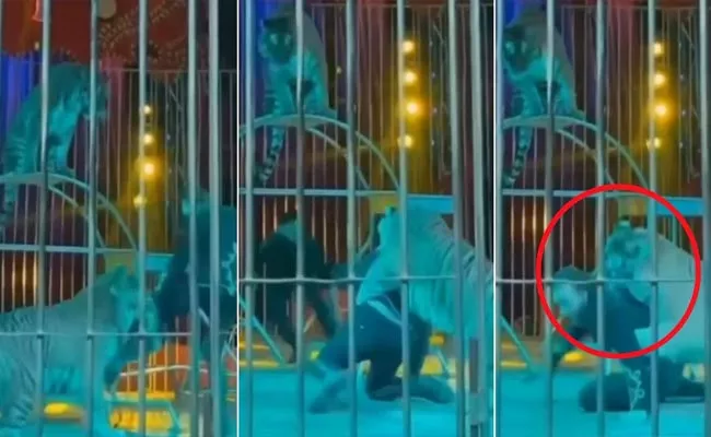 Circus Tiger Bites Ringmaster Leg And Drags During Live Performance - Sakshi