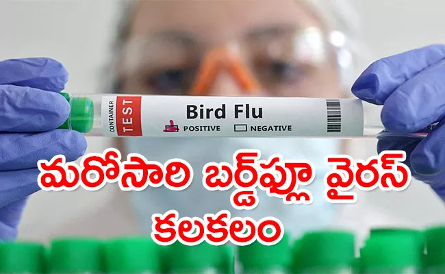 Who Concerned About Bird Flu Cases After Cambodia Girl Death - Sakshi