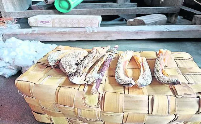 Valuga Fish Thorn Is Crucial In Cleaning Raw Cotton Srikakulam - Sakshi