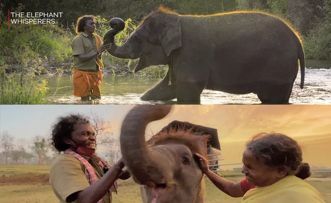 The Elephant Whisperers Elephants Missing After Winning The Award - Sakshi