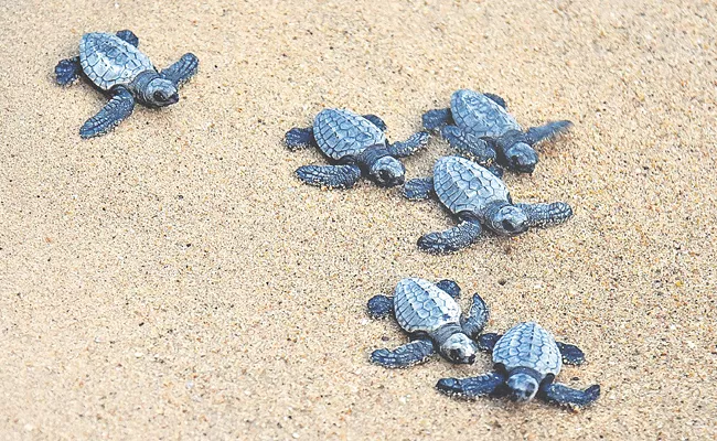 Kakinada coast is the breeding center of olive ridley turtles - Sakshi