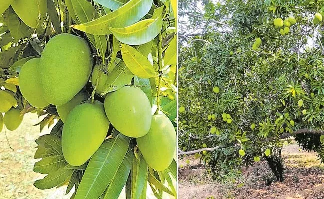 Banginapalli Mangoes Are Craze In Arab Countries - Sakshi