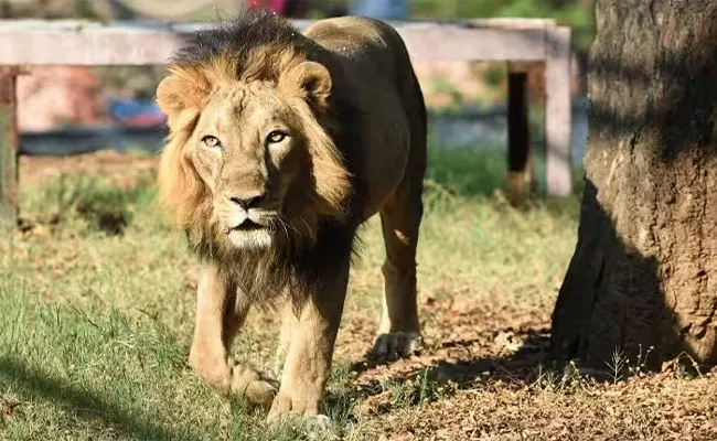 Viral Video: Lion Attacks Keeper, Drags Him Away In Bush - Sakshi