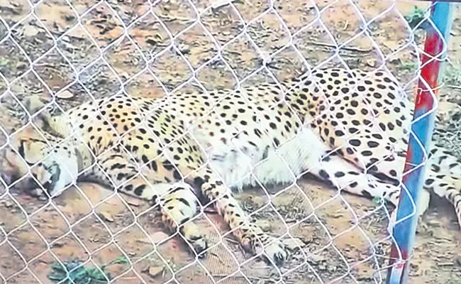 Challenges faced in the Cheetah Project - Sakshi