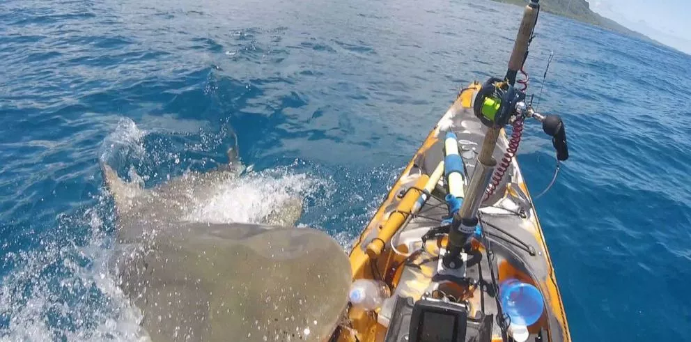 A kayaker was fishing over a mile offshore in Hawaii, when a tiger shark slammed into his boat. - Sakshi