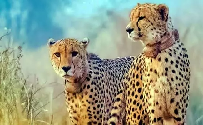 Ne Committee Formed T Oversee Cheetah Project After 6 Dead - Sakshi