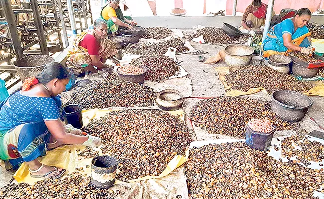 Cashew Price Has Fallen Drastically In Season - Sakshi