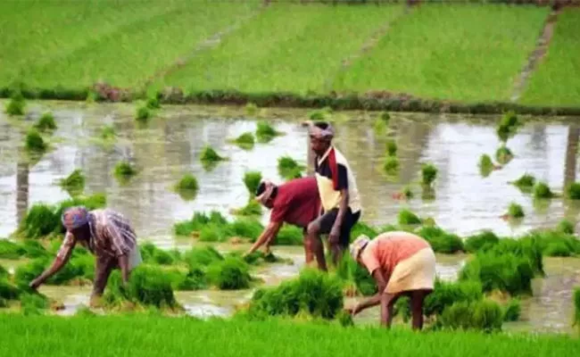 Central Govt Digital App On Survey For Crop Count - Sakshi