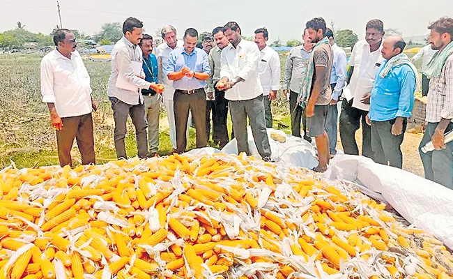 Purchases of maize till 12th  - Sakshi
